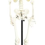 ESQUELETO HUMANO TAMAÑO NATURAL (170CM) EISCO